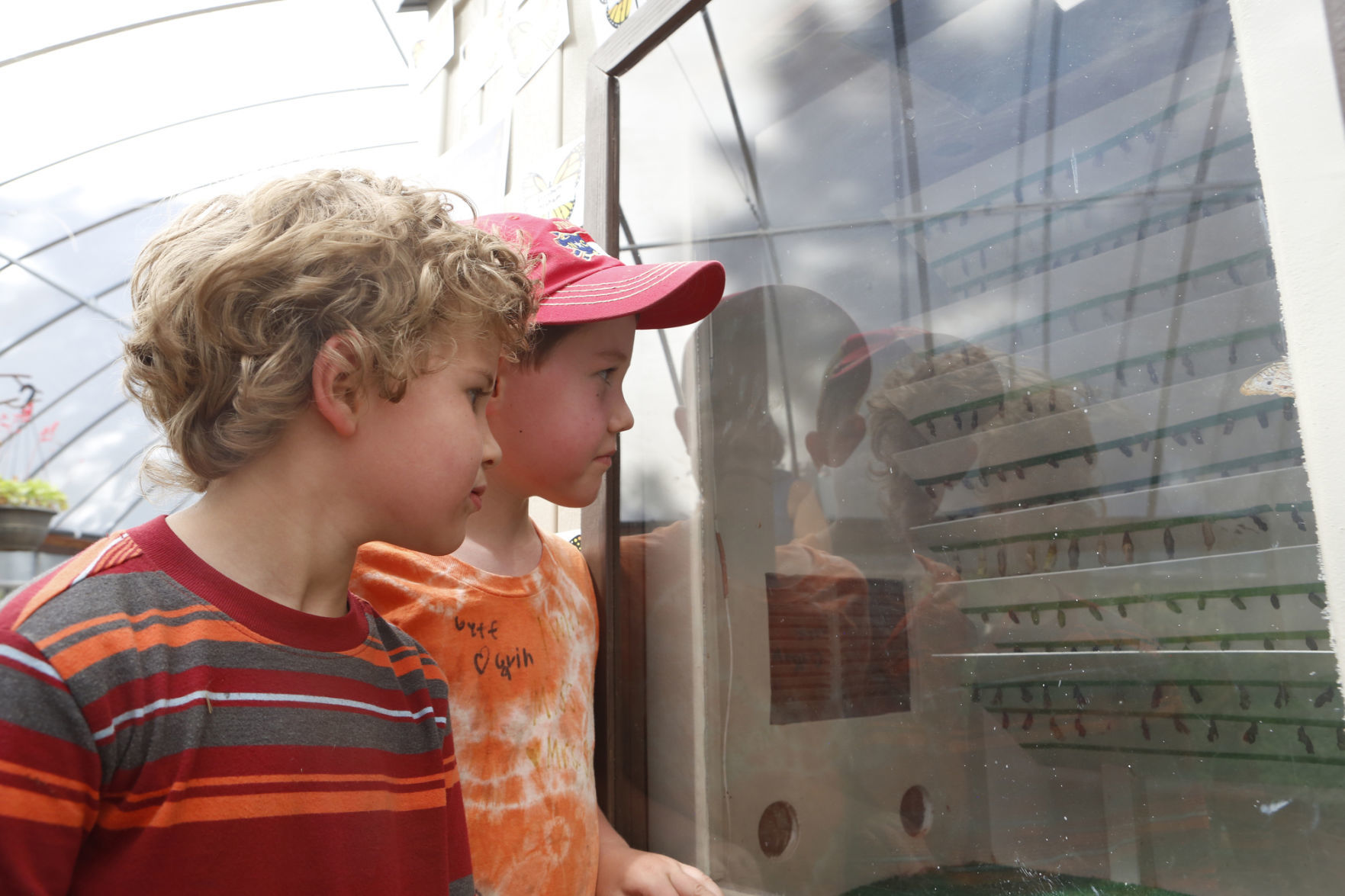 ON CHRYSALIS WATCH